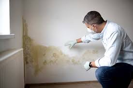 Why You Should Choose Our Mold Remediation Services in New Hope, PA